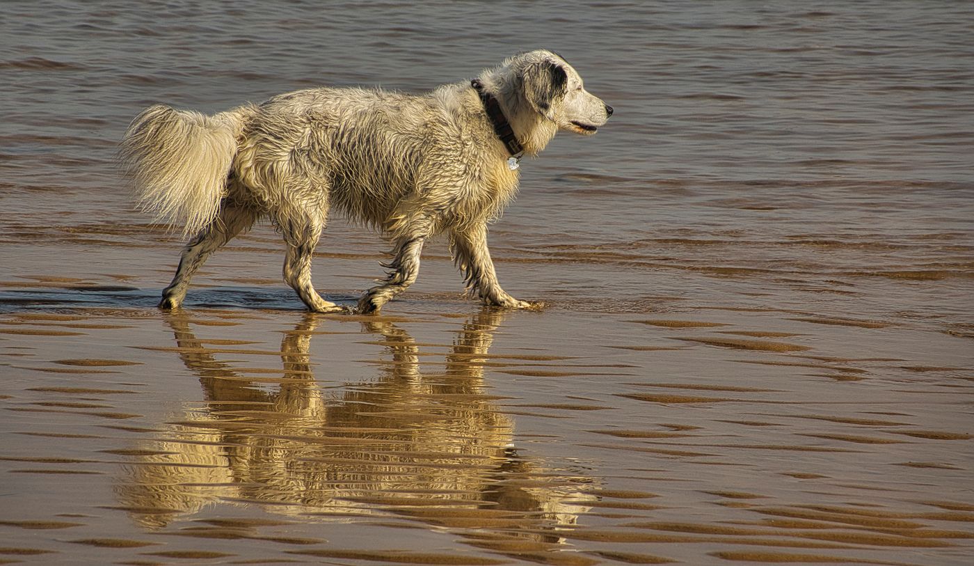 A golden-coated dog walking through shallow shoreline water.
