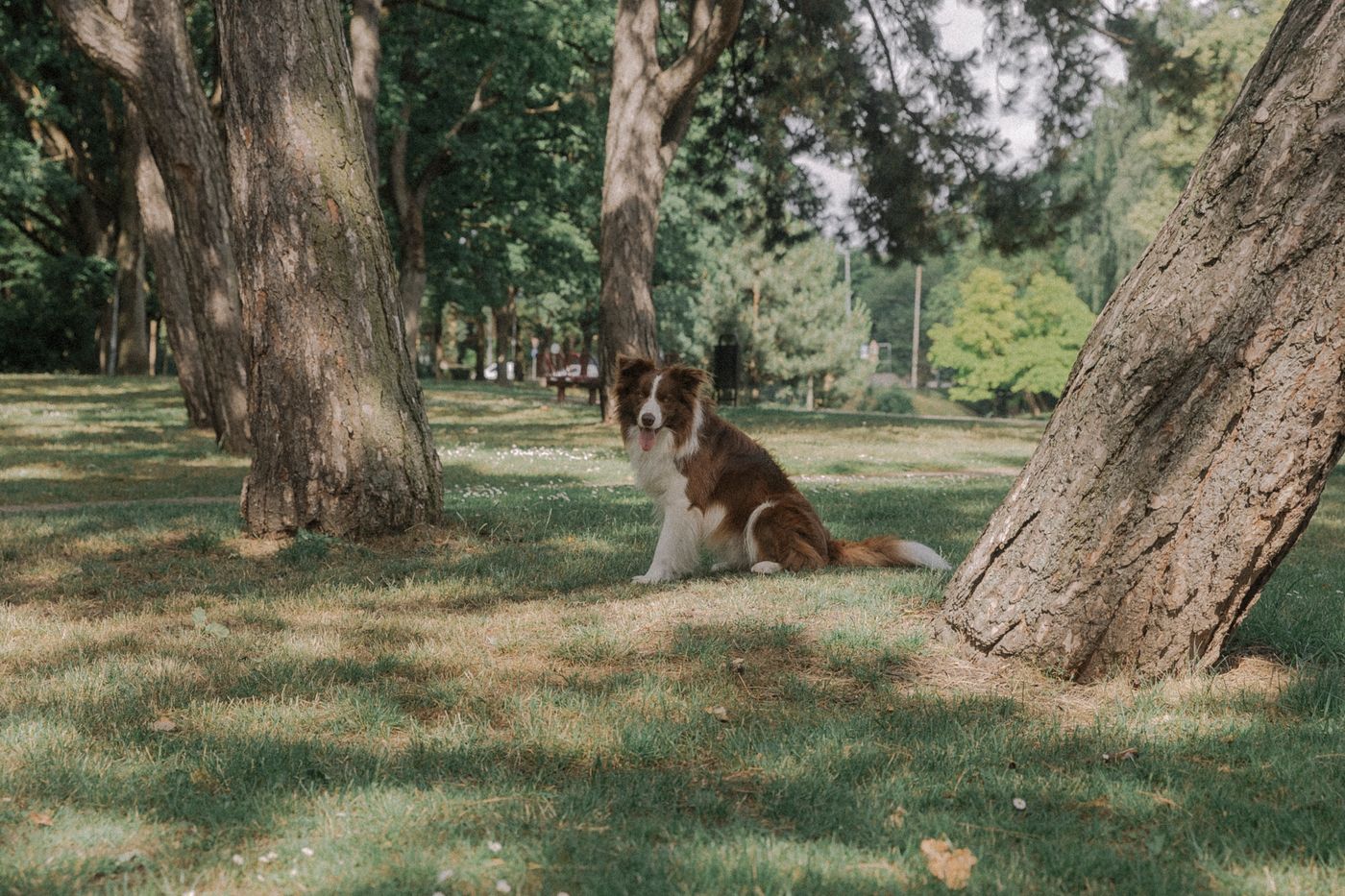 A dog sitting among trees in a spacious park.