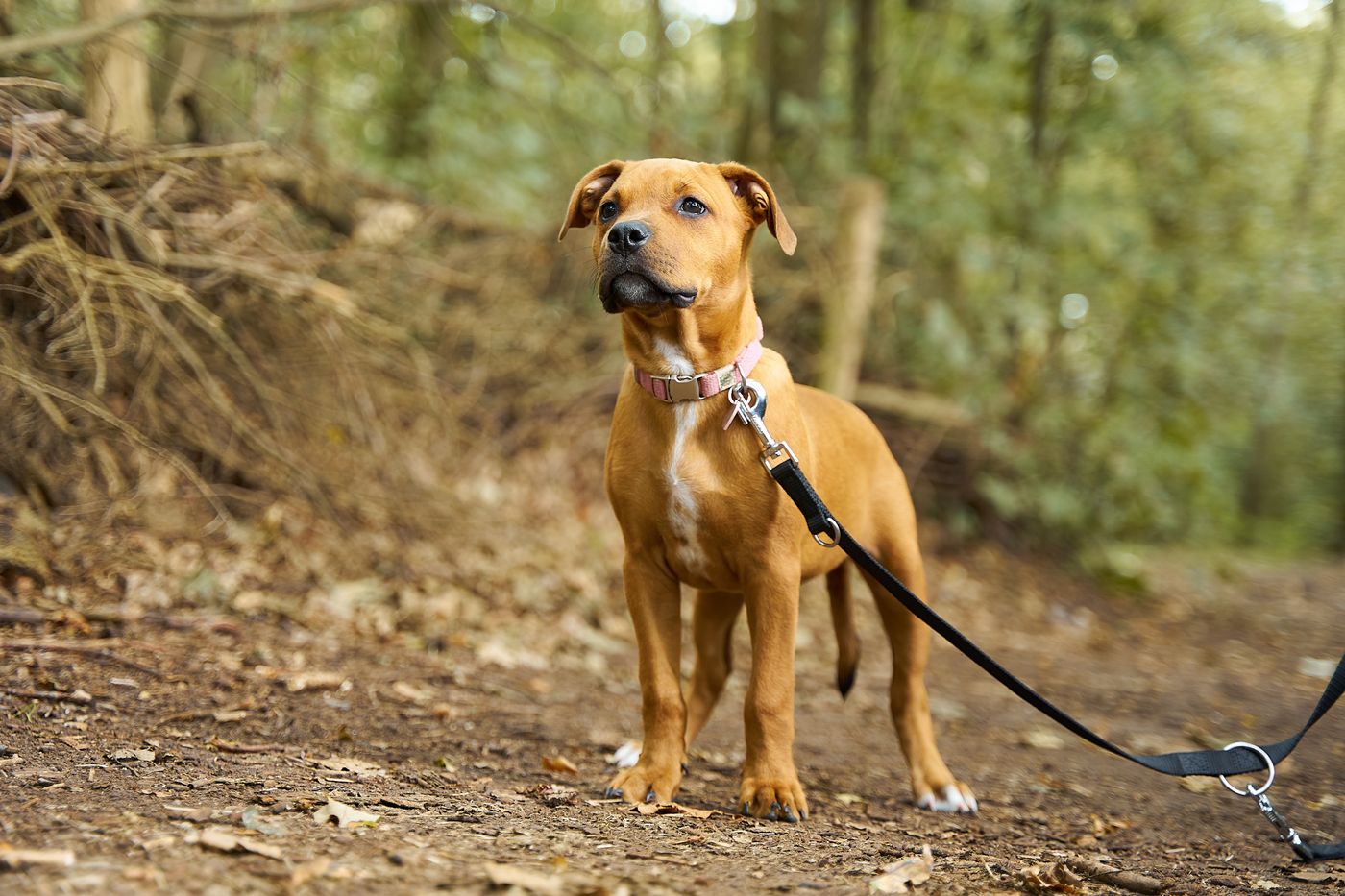 A dog attached to a lead on a wooded country trail.