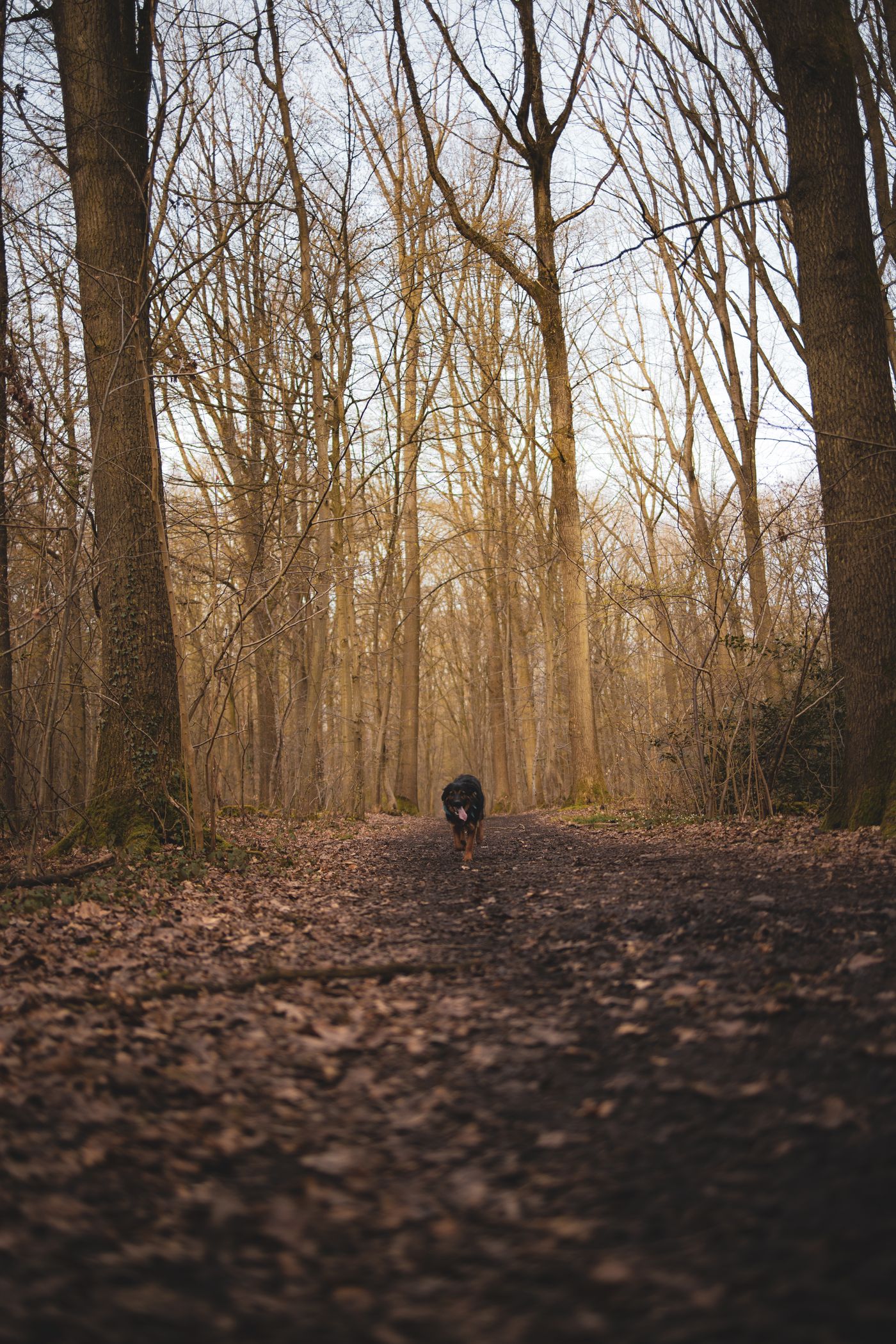A dog exploring a sunlit woodland path.