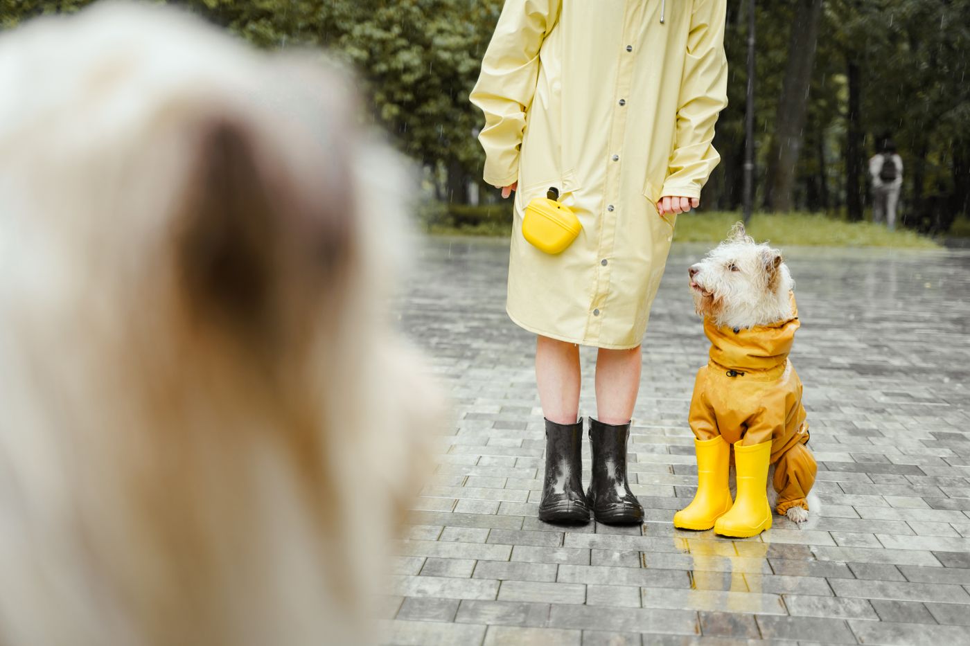 A person and dog wearing rainwear on wet pavement.