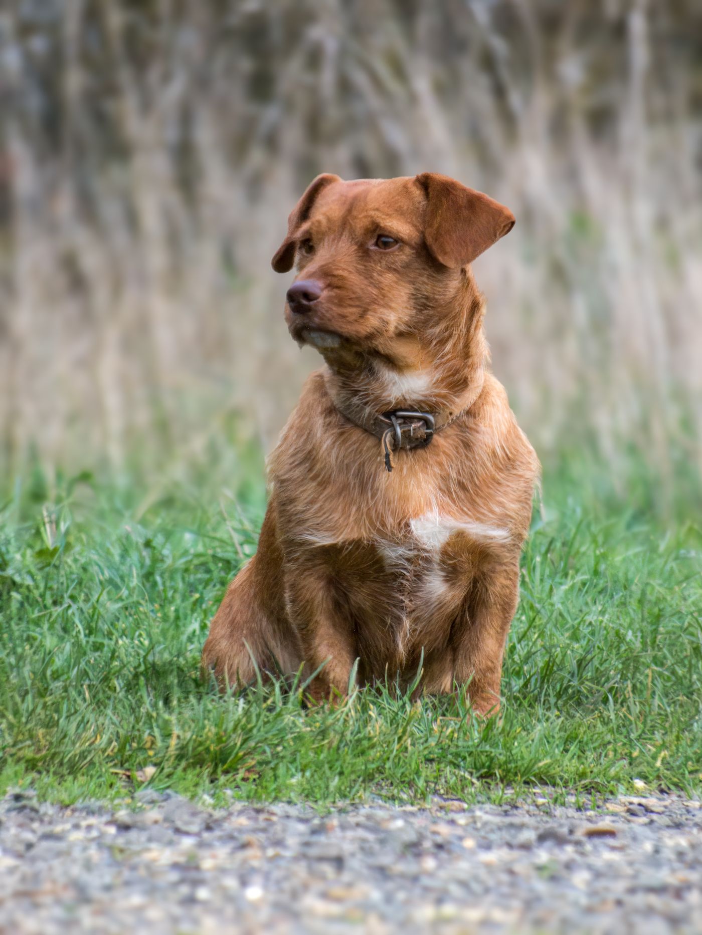 A brown dog sitting outdoors and looking toward the camera.