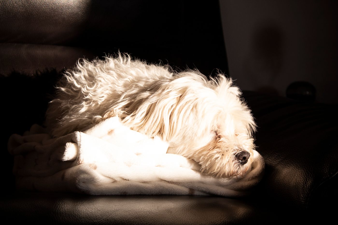 A white dog asleep in a softly lit indoor resting place.