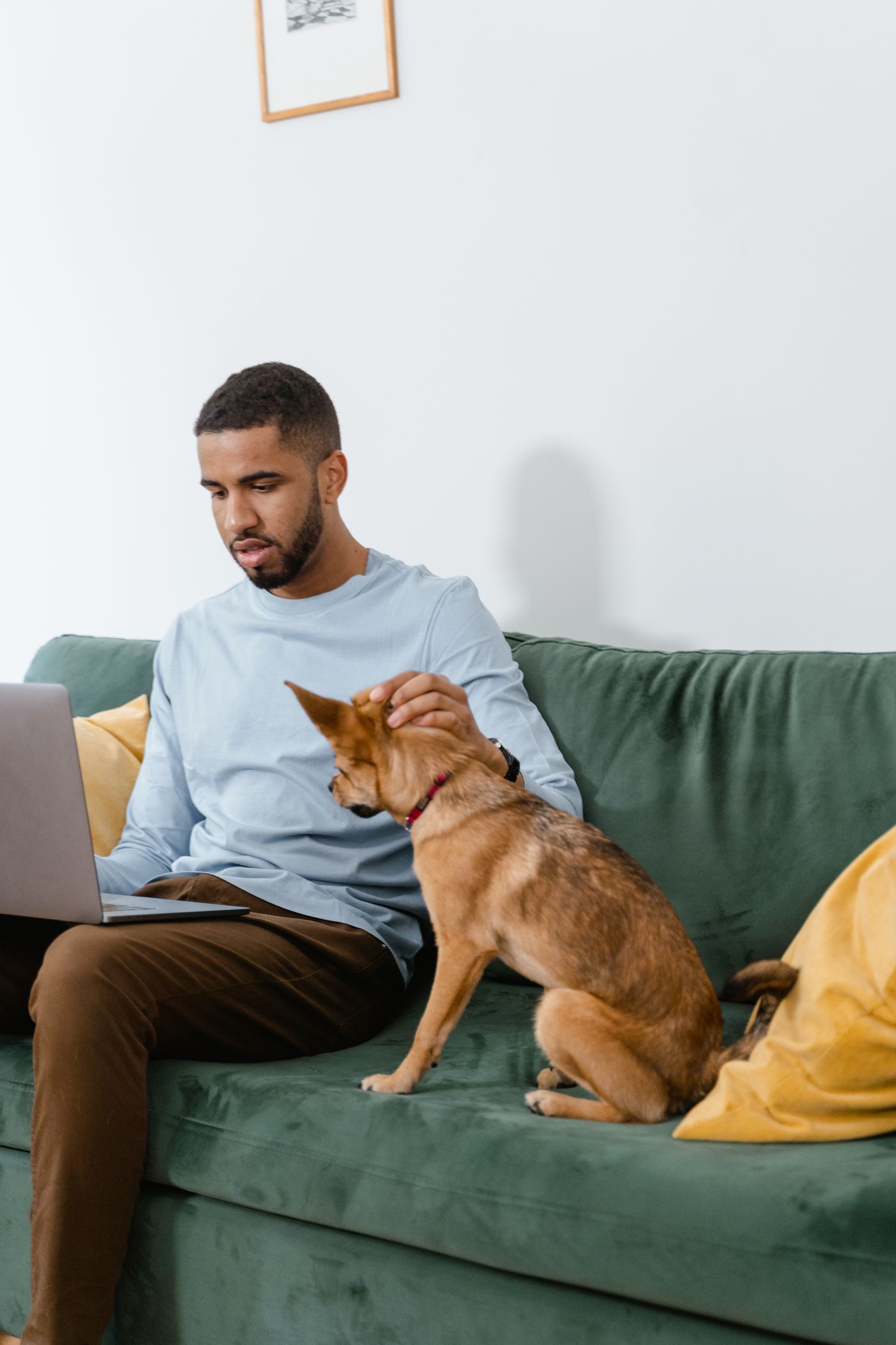 A person using a laptop beside a dog on the sofa.