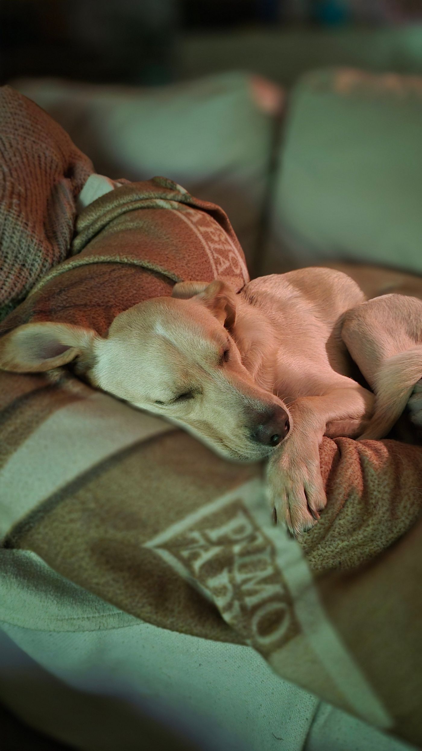 A dog resting on a covered sofa in a quiet room.