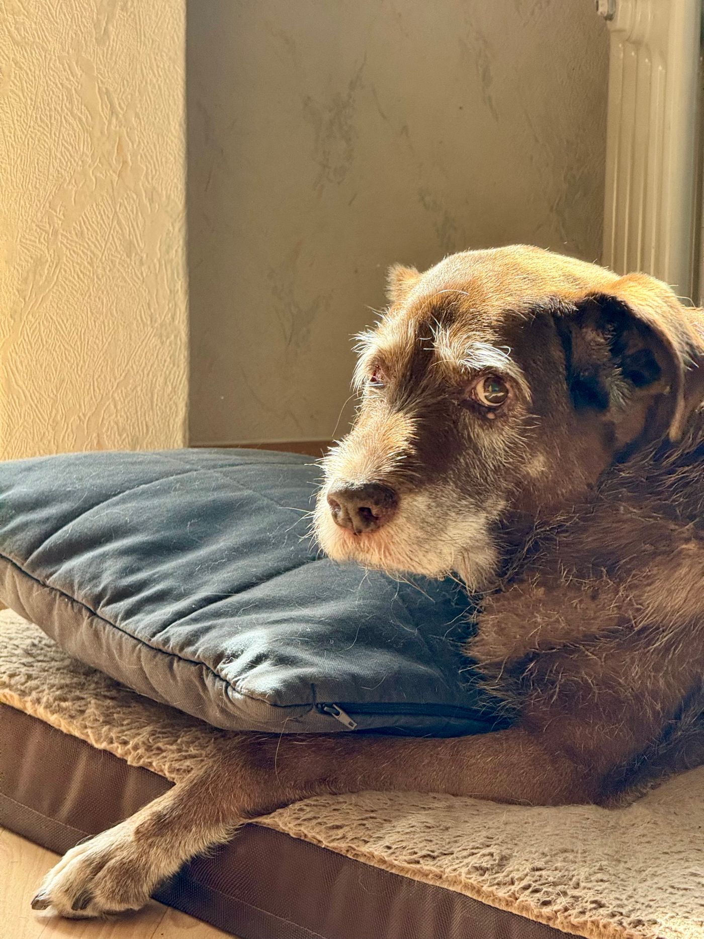 An older dog resting on a cushion in a sunlit room.