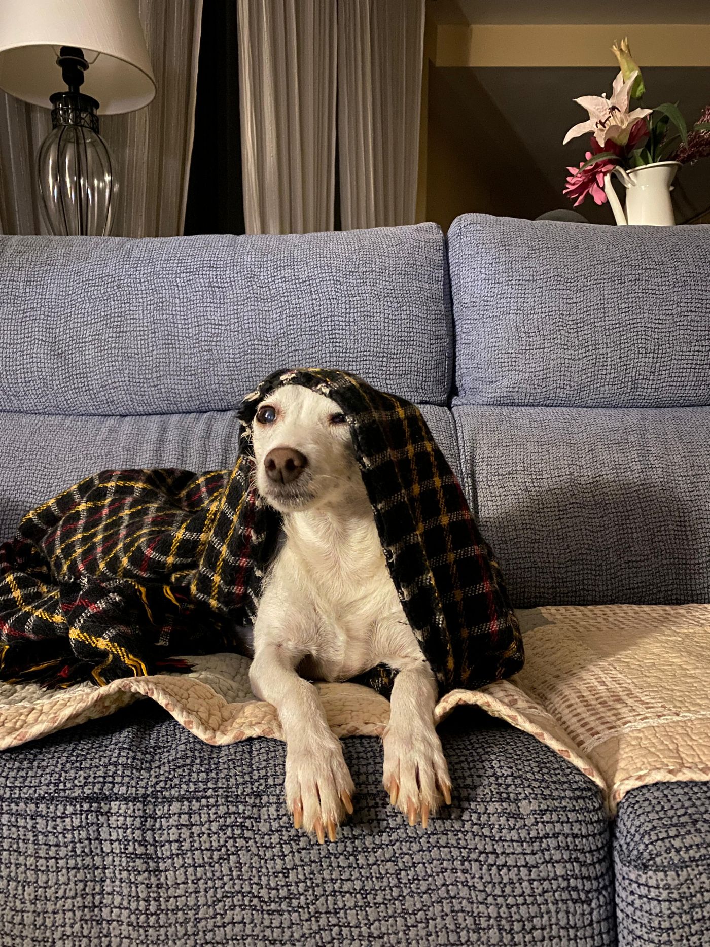 A dog sitting on a sofa with a blanket.