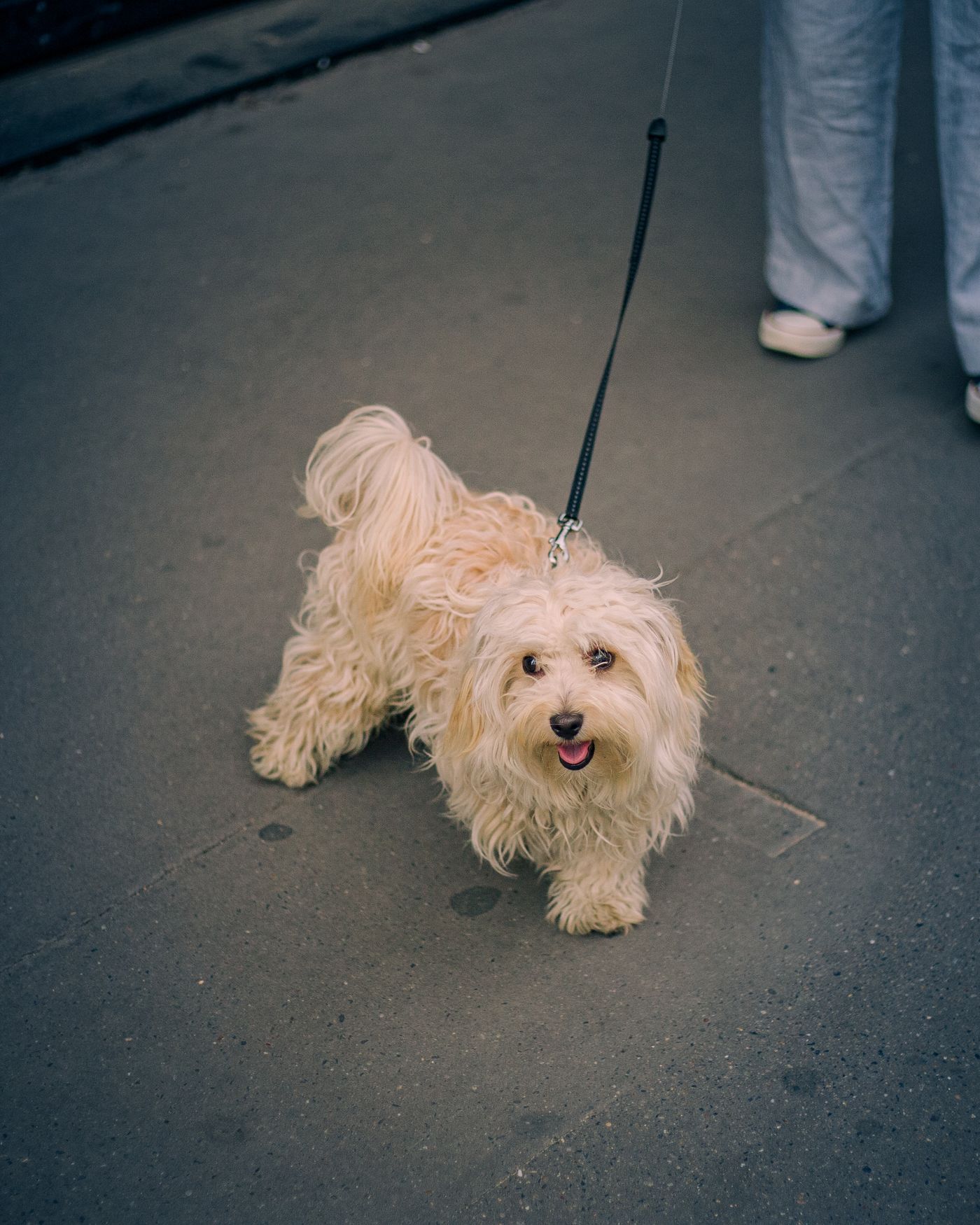 A small dog standing on a lead near its person's feet.