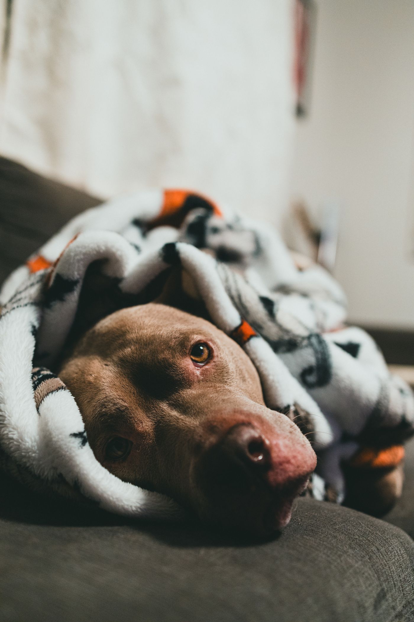 A dog sleeping in a blanket indoors.