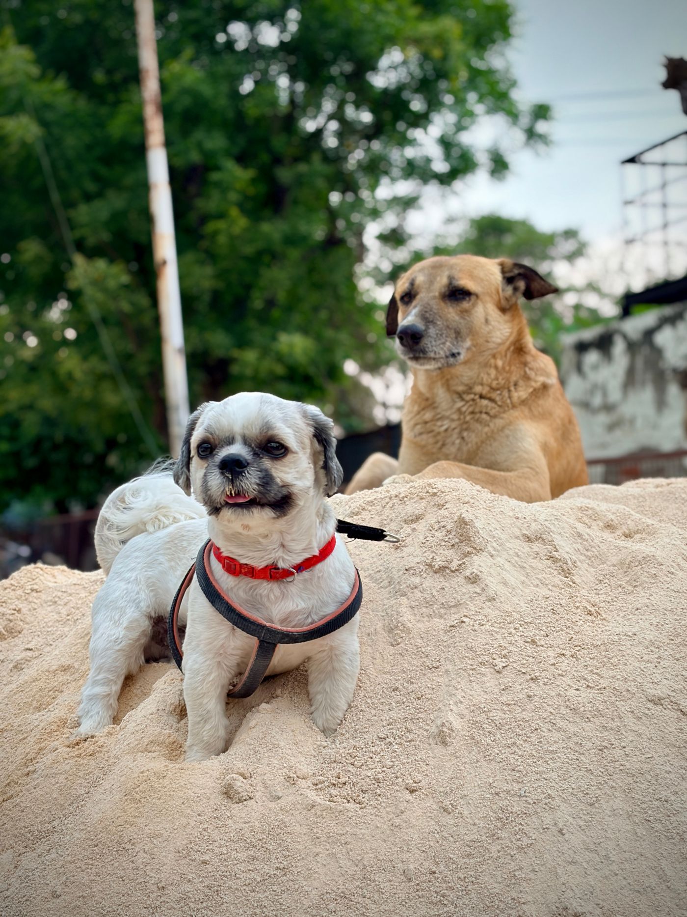 Two different dogs resting outdoors on a sandy rise.