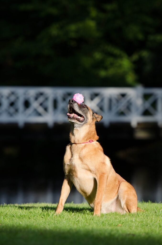 Dog Tricks with Treats