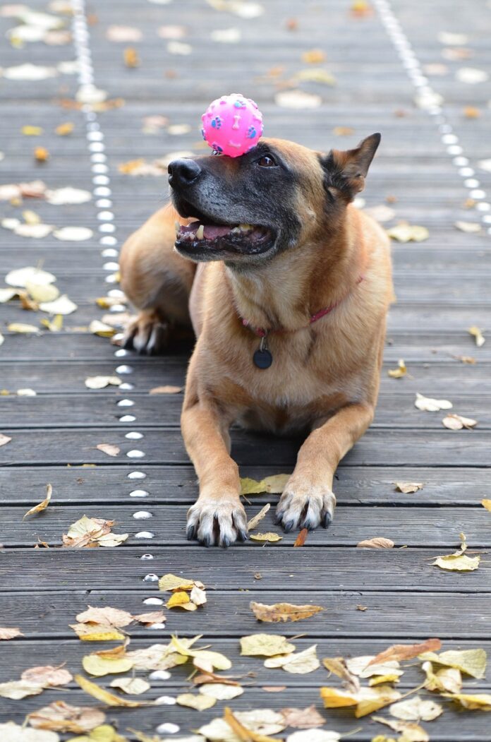 Dog Tricks with Treats