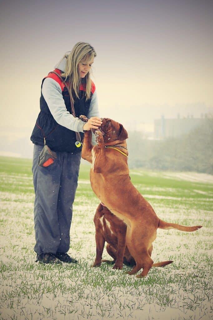 Dog Tricks for Large Dogs